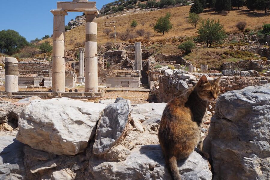Ephesus: Half-Day Tour from Kusadasi - Tickets, Ticket Line, and Why the Included Fees Matter