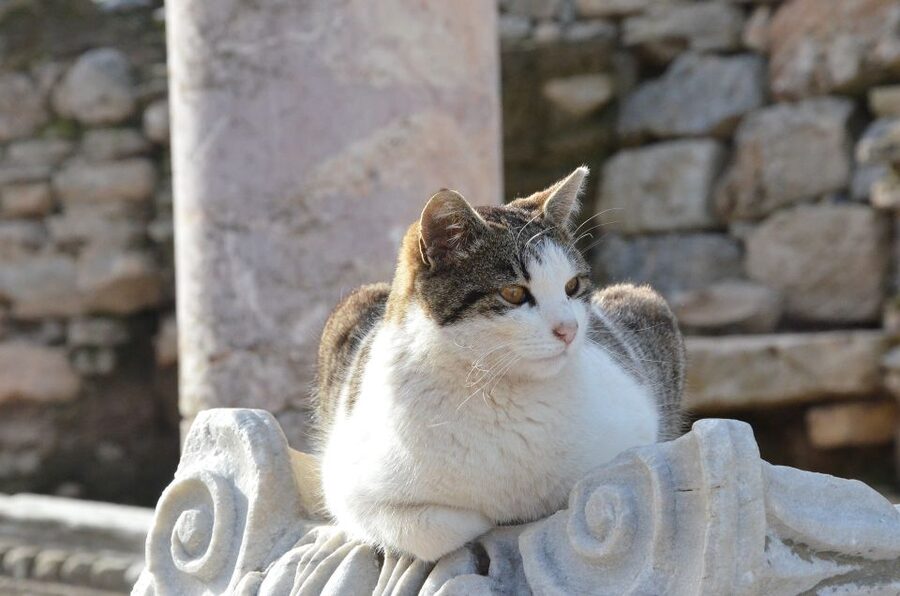 From Kusadasi Port: Ephesus Tour with Skip-the-Line Entry - A Few Practical Tips Before You Go
