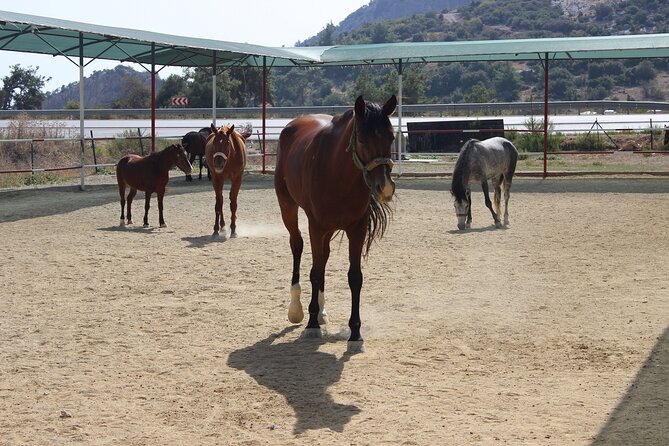 Kusadasi Horse Riding Beach and Forest options with Transfer - Why This Kusadasi Horse Ride Feels Beginner-Friendly
