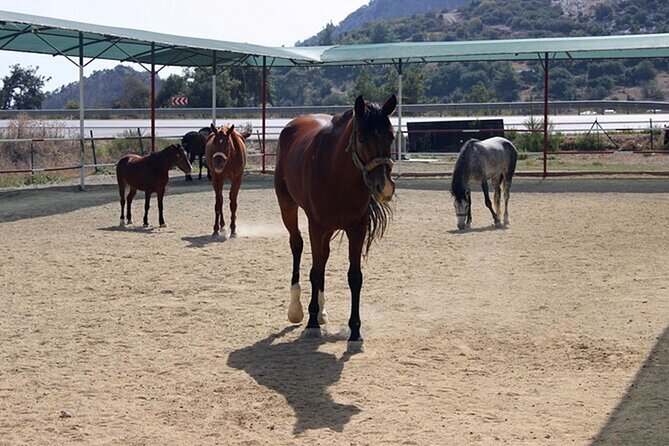 Kusadasi Horse Riding On Beach And Through The River - Finishing at an unspoiled bay, with time to relax or swim