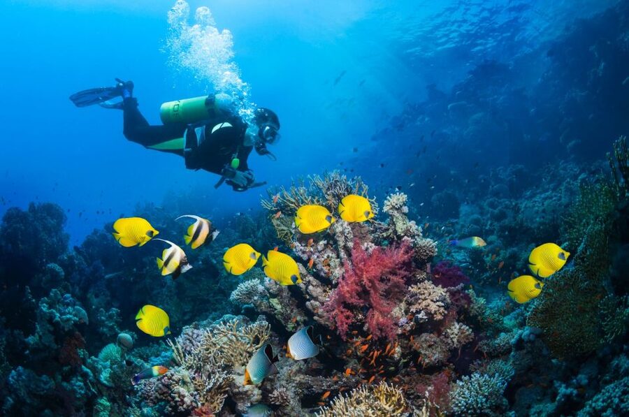 Kusadasi: Scuba Diving for Beginner or Experienced w/ Lunch - Lunch on the Boat, Rest Time, and How the Afternoon Wrap-Up Works