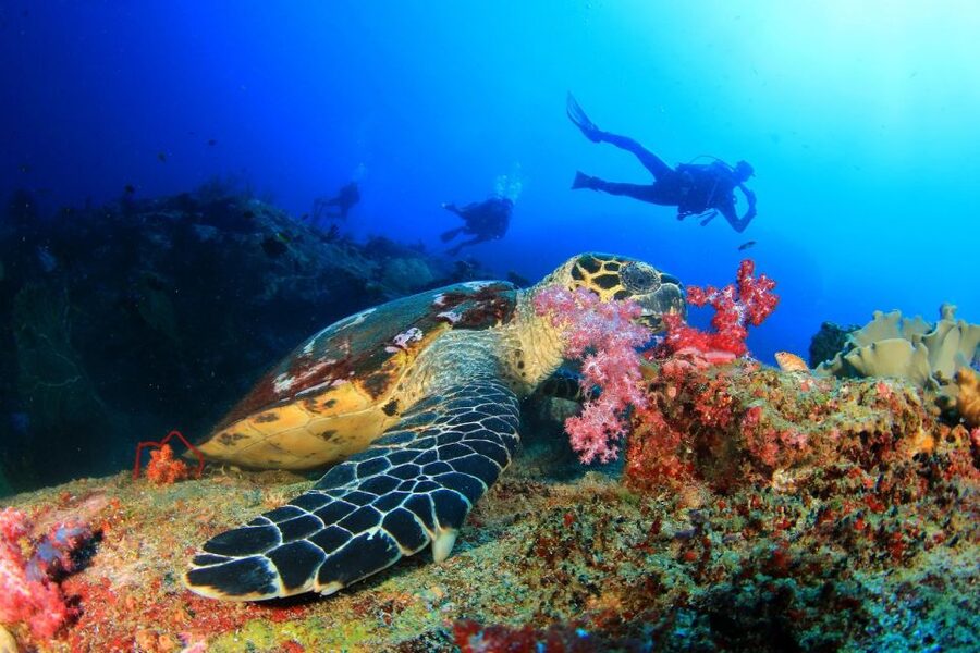Kusadasi: Scuba Diving for Beginners w/Lunch & Transfer - Kuşadası transfers and the harbor start: how your day really unfolds