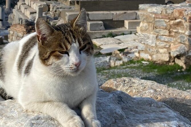 Private Ephesus and Artemis Temple Half Day Tour / On Time Return - Price: Is $129 Per Person Good Value?
