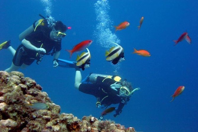 Scuba Diving Tour From Kusadasi / Selcuk - Price And Value: Is $91.45 Worth It?